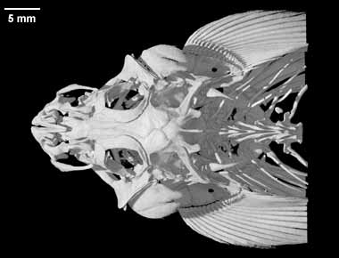 Rhyacichthys aspro