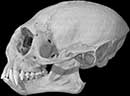 Cotton-top Tamarin