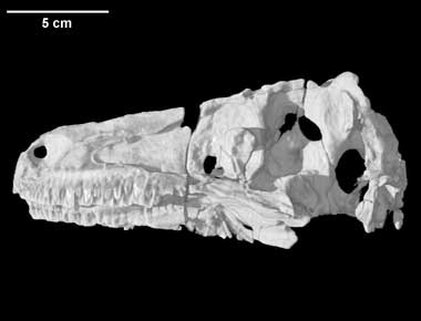 Saurornithoides mongoliensis