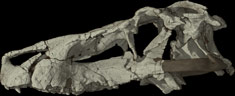 Fossil Pseudosuchid