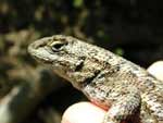 Sceloporus occidentalis