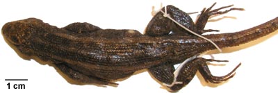 Sceloporus variabilis