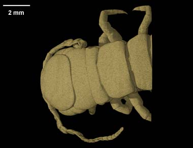 Scolopendra cingulata