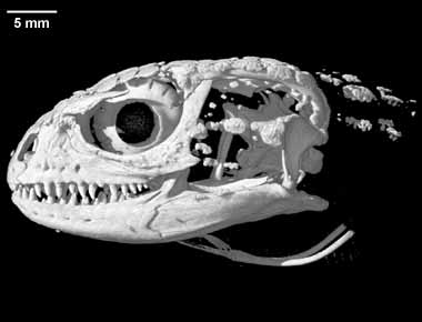 Shinisaurus crocodilurus