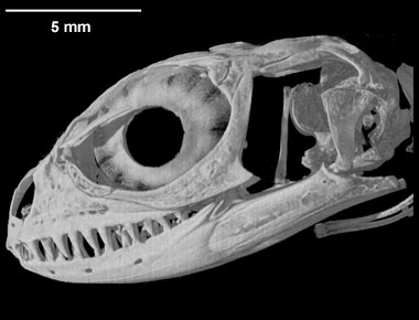 Shinisaurus crocodilurus