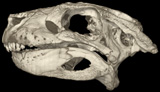 Pug-nosed Crocodyliform, <i>Simosuchus clarki</i>