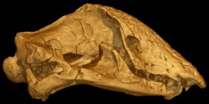 <i>Spathorhynchus fossorium</i>, <BR> Fossil Amphisbaenian
