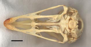 Struthio skull - ventral view