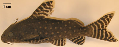 Synodontis angelicus