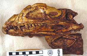 Syntarsus skull