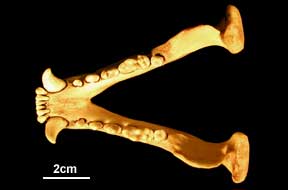 Taxidea dentary