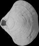 Brachiopod