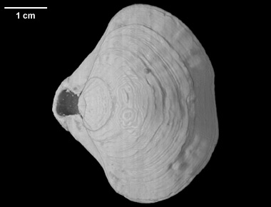 Terebratalia transversa