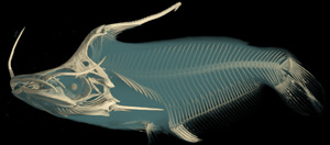 Tetranematichthys wallacei