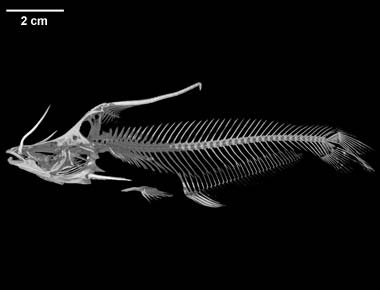 Tetranematichthys wallacei