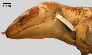 Tiliqua scincoides