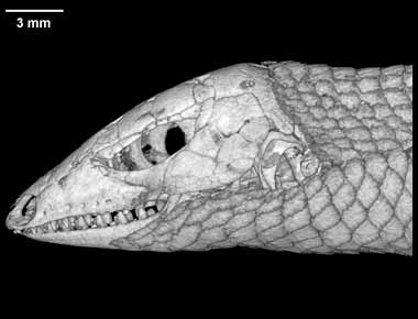 Tracheloptychus petersi