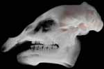 Skull with endocast roll movie
