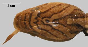 Trimorphodon biscutatus