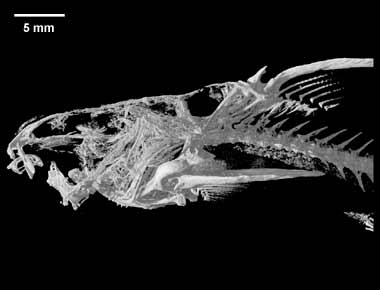 Trogloglanis pattersoni