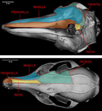 telescoped skull