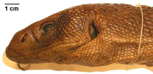 Varanus exanthematicus