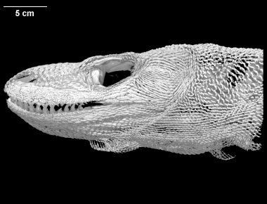 Varanus komodoensis