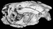 Fossil Therian Mammal