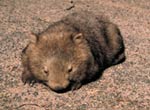 wombat