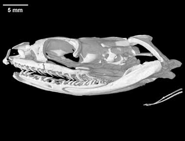 Xenochrophis piscator