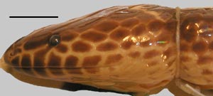 Xenopeltis unicolor