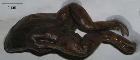 Xenopus