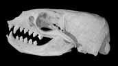 California Sea Lion