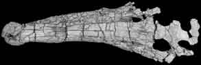 Fossil Crocodyliform