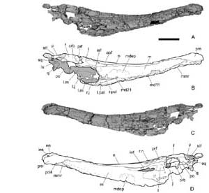 Calsoyasuchus