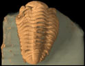 Trilobite