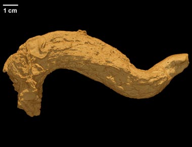 Caprinuloidea perfecta