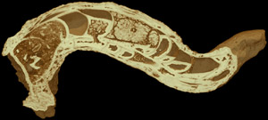 caprinid rudist