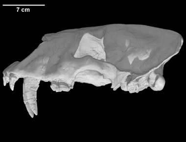 Homotherium serum