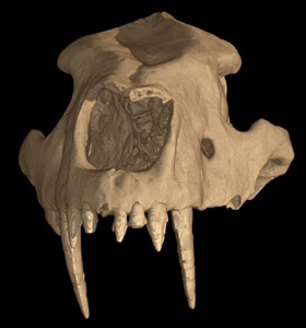 Homotherium serum