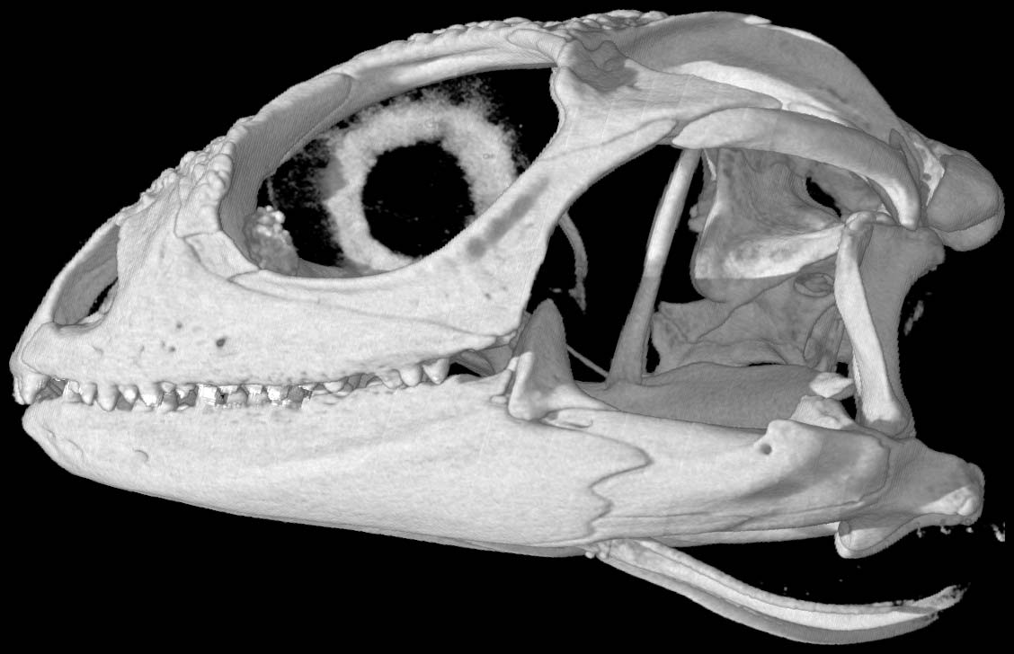 Digimorph - Leiosaurus catamarcensis (matuasto)