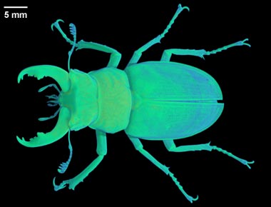 Lucanus sp.