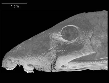 Panaque cf. nigrolineatus