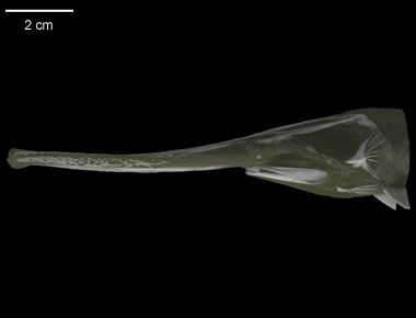 Polyodon spathula