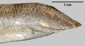 Scincus scincus