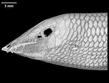 Scincus scincus