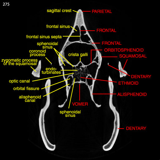 Tapirus labelled slice