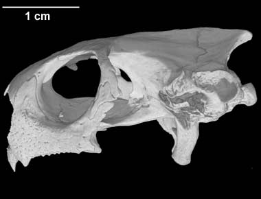 Digimorph - Agrionemys (Testudo) horsfieldii (Russian Tortoise)