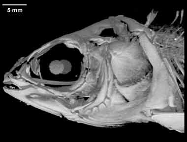 Thymallus arcticus